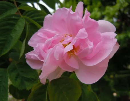 Il fiore della rosa mosqueta