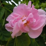 Il fiore della rosa mosqueta