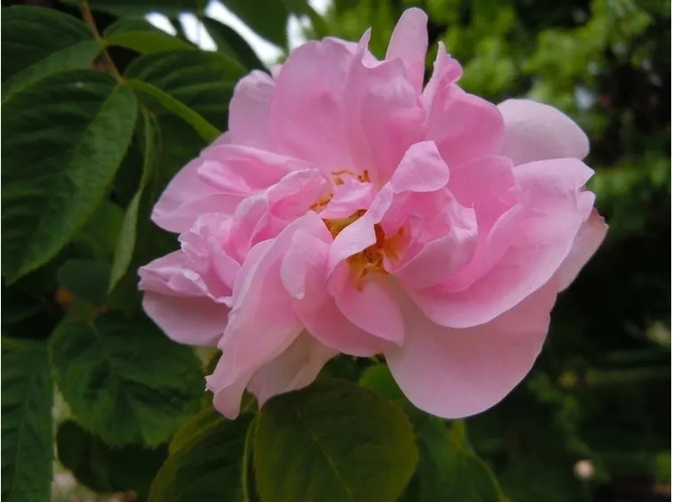 Il fiore della rosa mosqueta