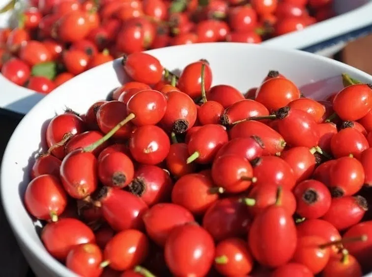 Drupe di rosa mosqueta