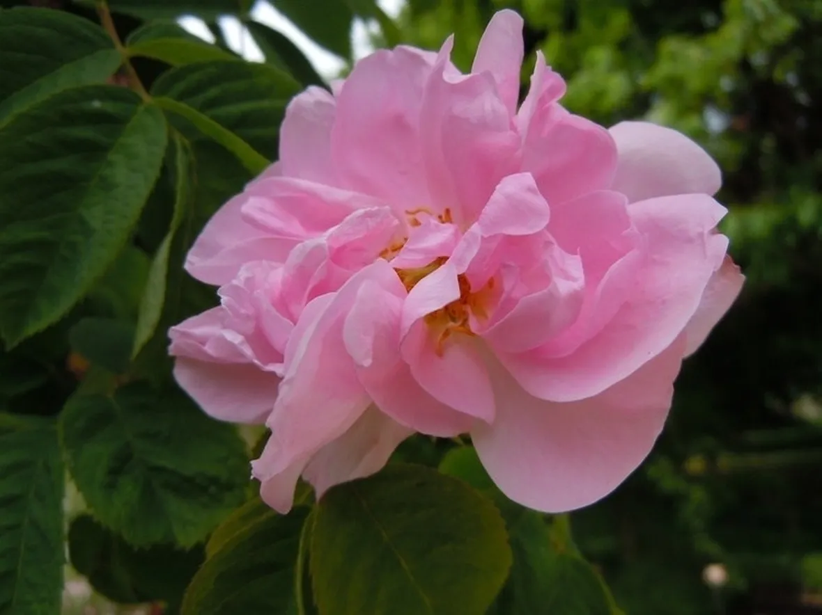 Il fiore della rosa mosqueta