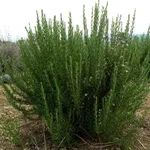 rosmarino