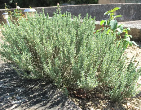 Arbusto di Thymus vulgaris