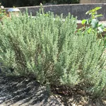 Arbusto di Thymus vulgaris