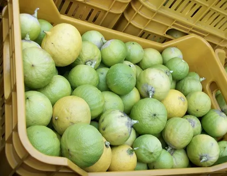 Bergamotti appena raccolti