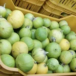 Bergamotti appena raccolti