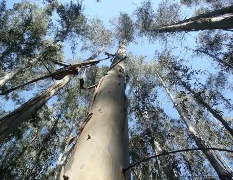 Albero di Eucalipto australiano
