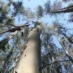 Albero di Eucalipto australiano