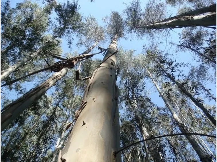 Albero di Eucalipto australiano
