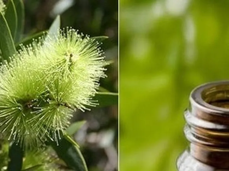 Fiore di Eucalipto e olio essenziale