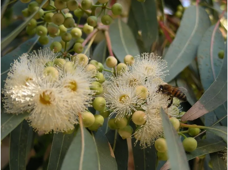 Fiore di Eucalipto