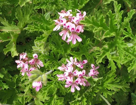 Il geranio Pelargonium graveolens in fioritura
