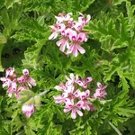 Il geranio Pelargonium graveolens in fioritura