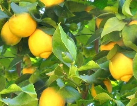 Olio essenziale di limone
