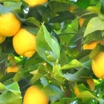 Olio essenziale di limone