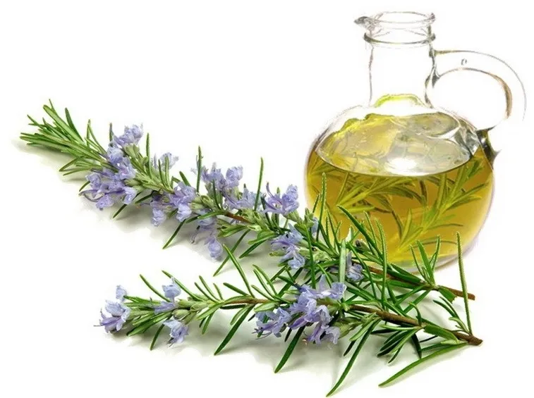Olio essenziale estratto dalle foglie di rosmarino