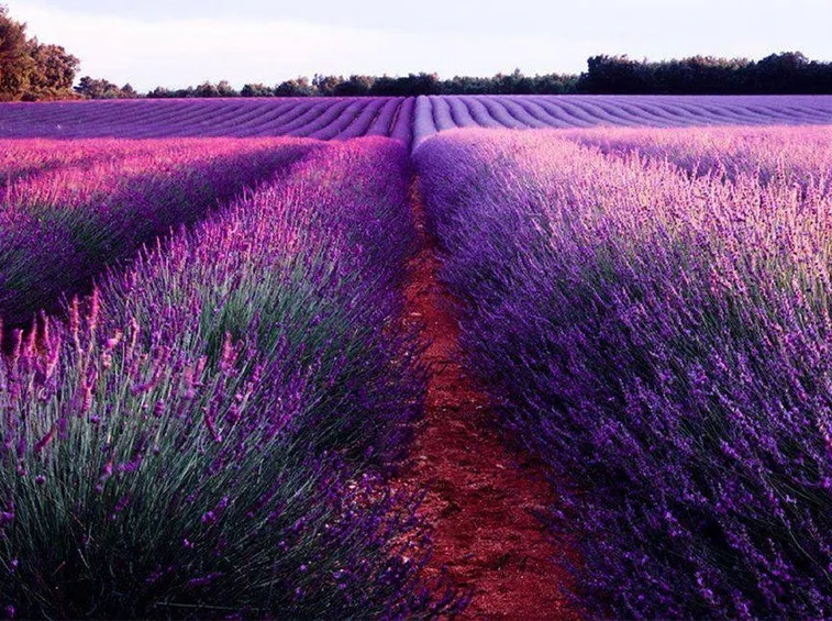 campo di lavanda