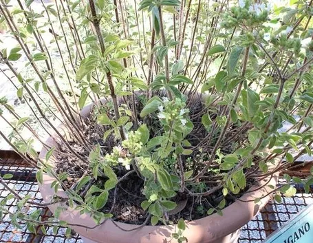 pianta di origano