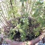 pianta di origano