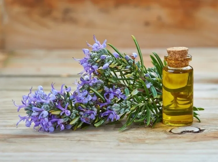 rametto di rosmarino e olio essenziale in boccetta