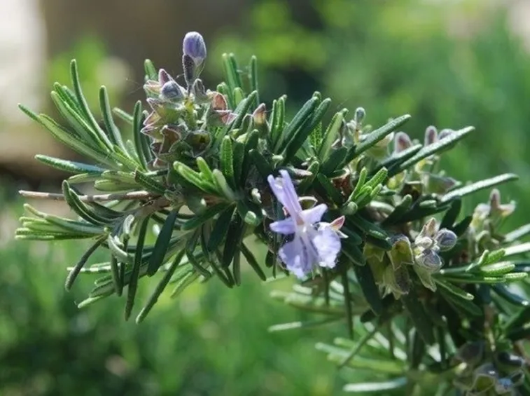 primo piano ramo di rosmarino con fiori