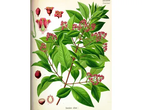Albero di sandalo (Santalum album)