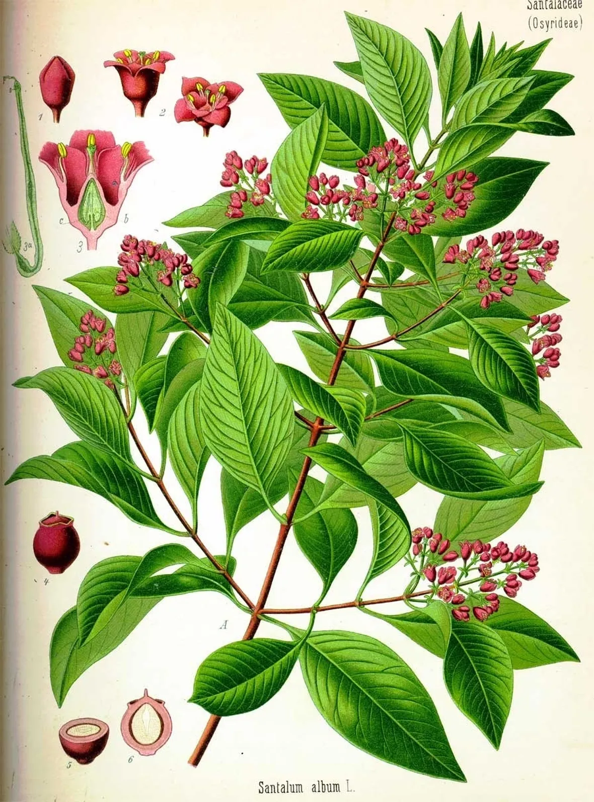 Albero di sandalo (Santalum album)