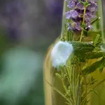 Olio essenziale di timo