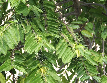 Albero di ylang ylang (Canaga odorata)
