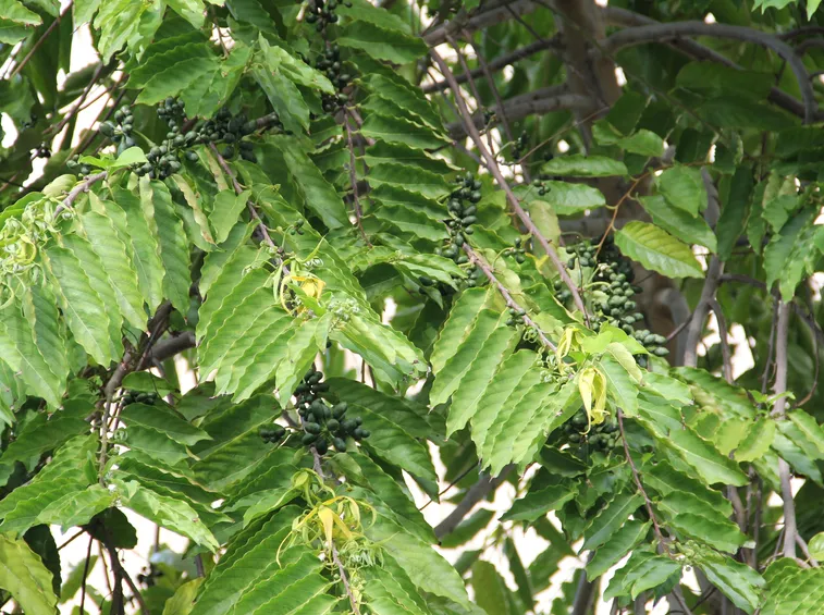 Albero di ylang ylang (Canaga odorata)