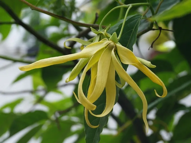 Fiore di ylang ylang