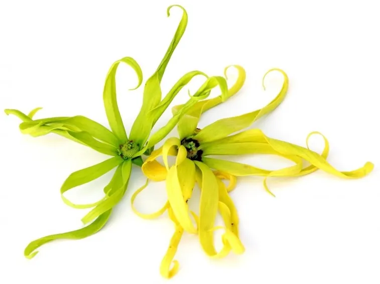 Fiore di ylang ylang