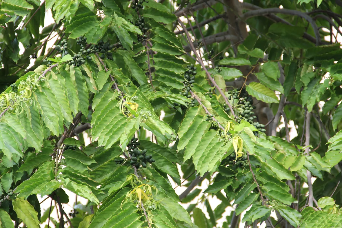 Albero di ylang ylang (Canaga odorata)