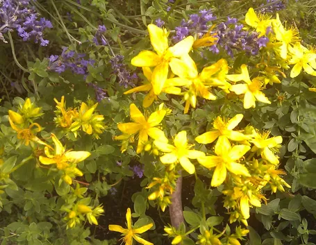 Fiori di Iperico