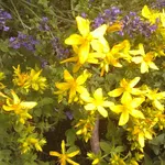 Fiori di Iperico