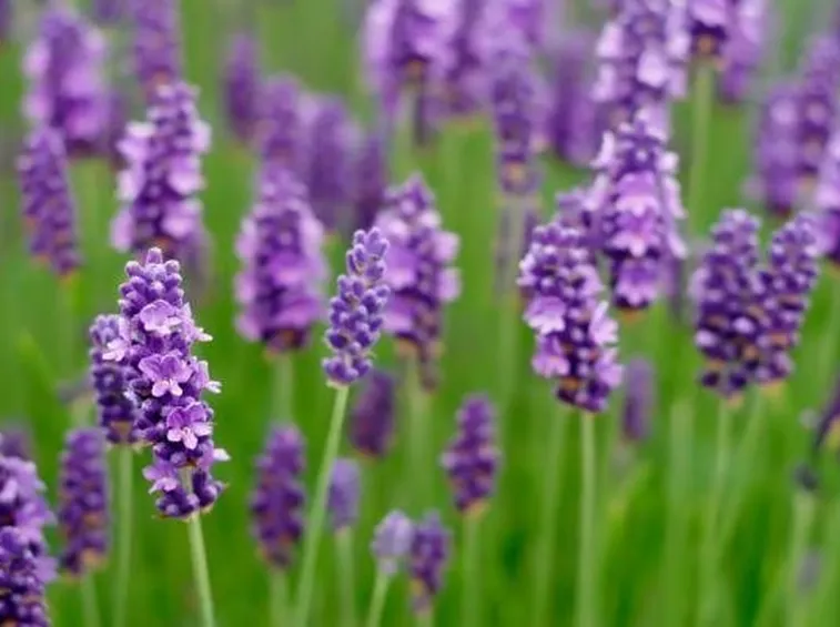 campo di lavanda