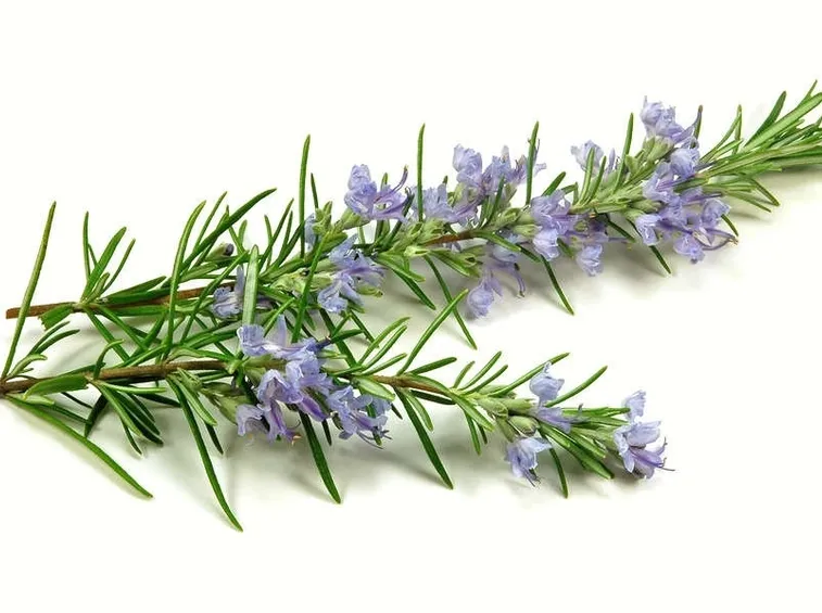 ramo di rosmarino in fiore
