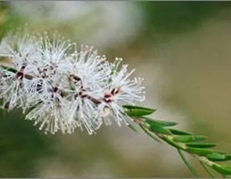 Olio di tea tree
