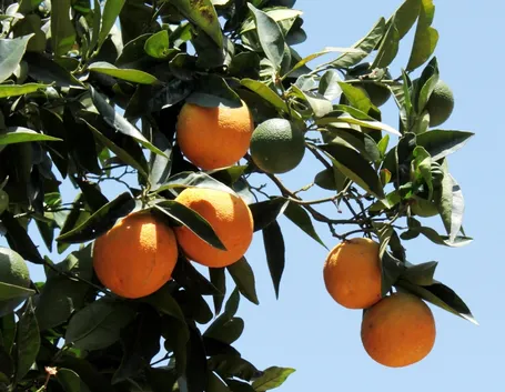 Albero di arancio dolce (Citrus sinensis)
