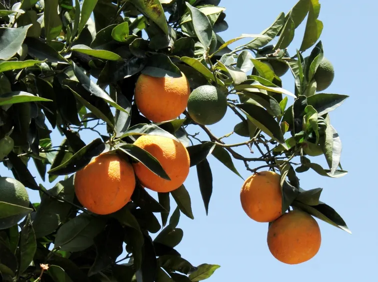 Albero di arancio dolce (Citrus sinensis)