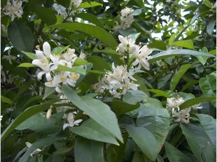 Fiori di arancio amaro (Citrus aurantium)