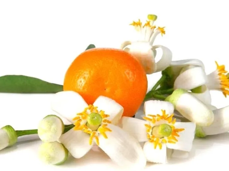 Fiori di arancio amaro (Citrus aurantium)