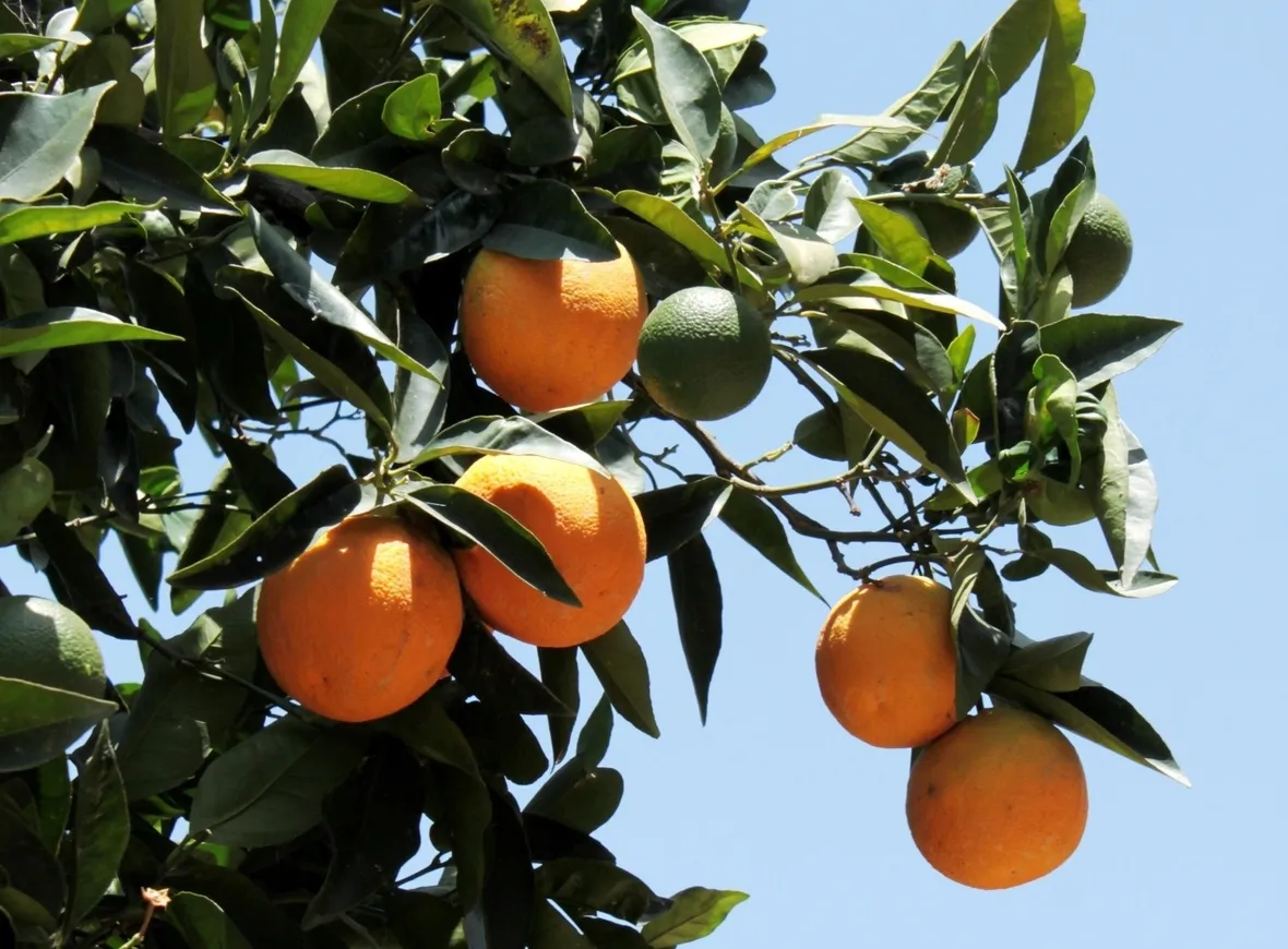 Albero di arancio dolce (Citrus sinensis)