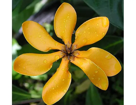 fiore di ylang ylang