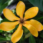 fiore di ylang ylang