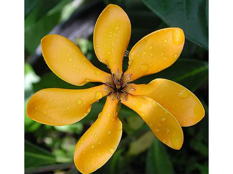 fiore di ylang ylang