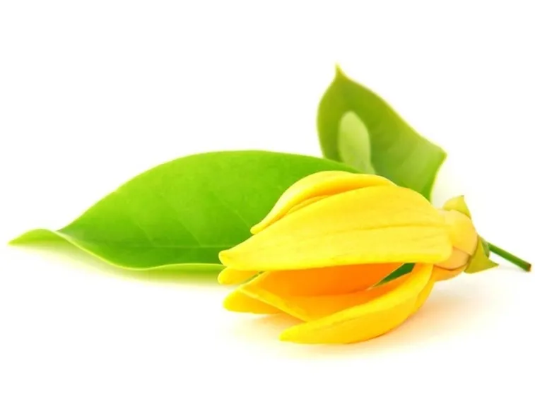 fiore di ylang ylang