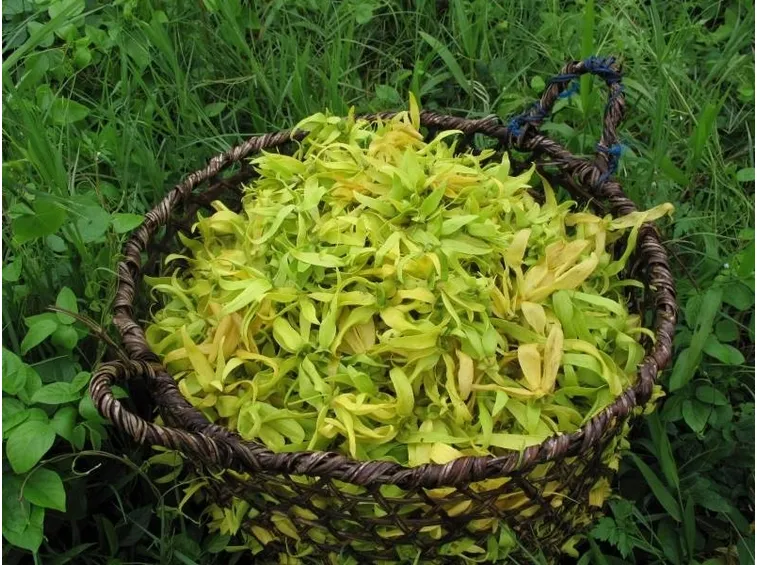 petali di cananga odorata