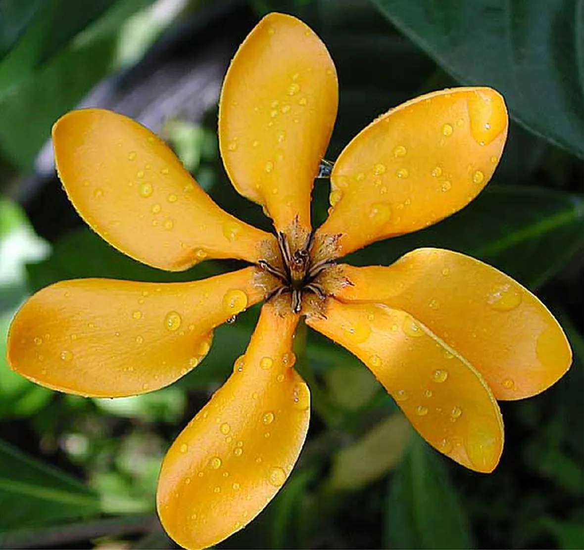 fiore di ylang ylang