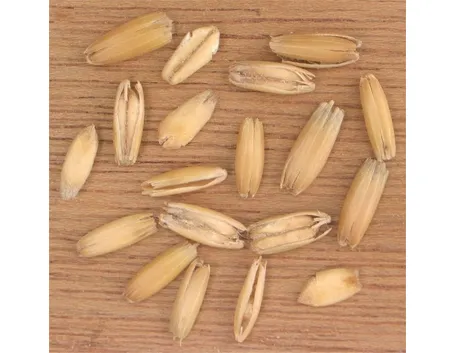 Carossidi di avena sativa